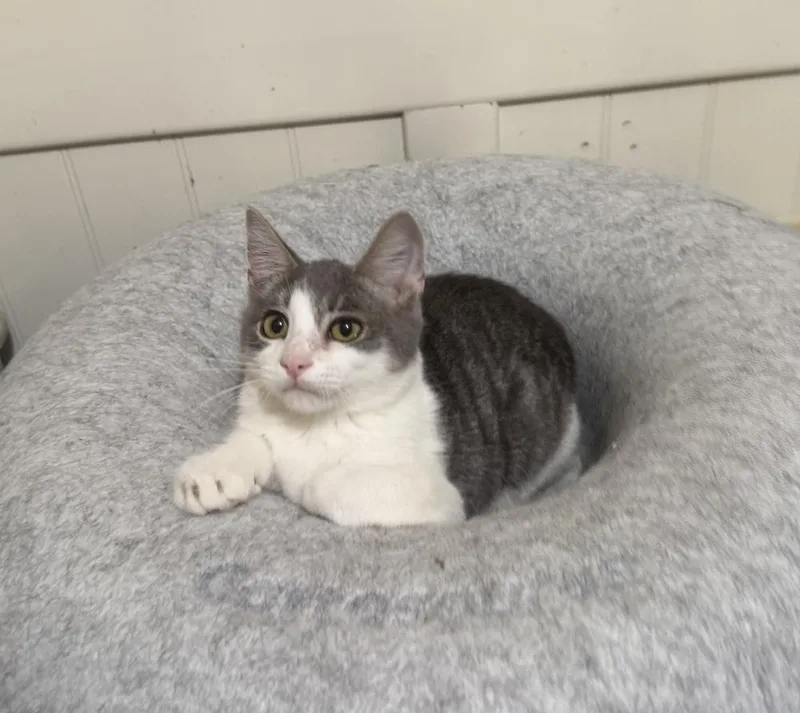 A baby small-sized male Gray & White Domestic Short Hair cat named Finnegan for adoption in Beaumont, CA