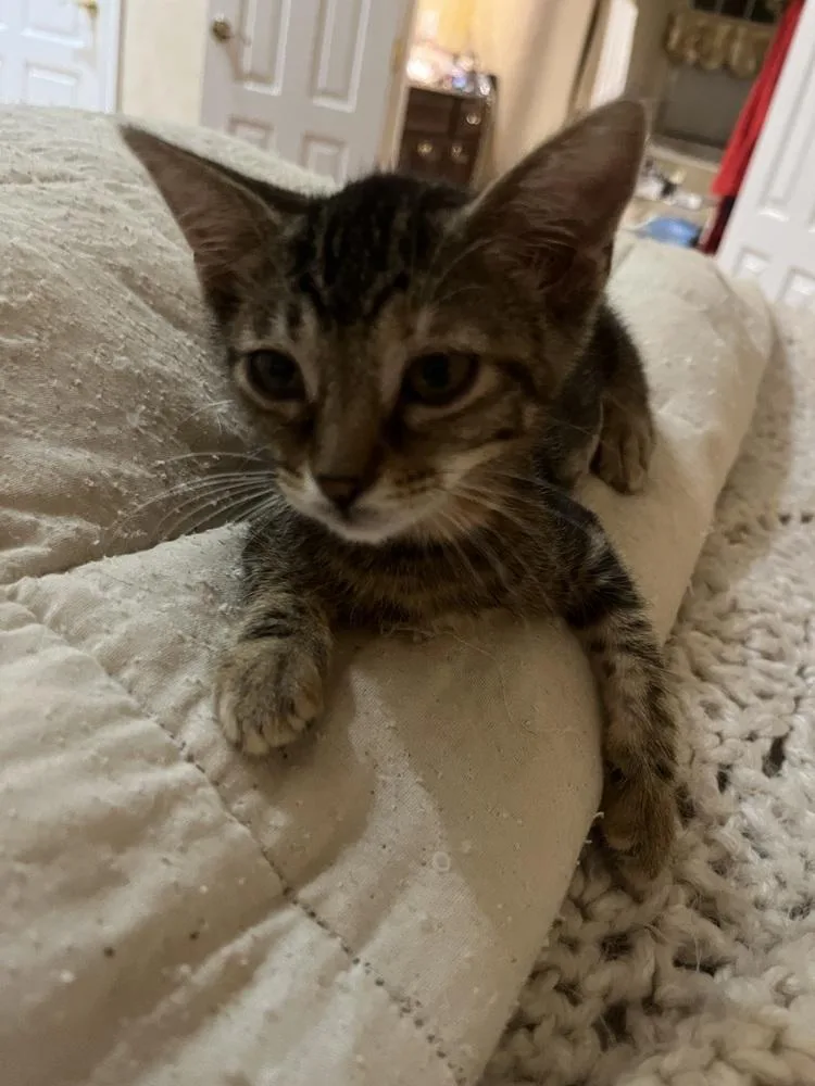 Bonnie Sox