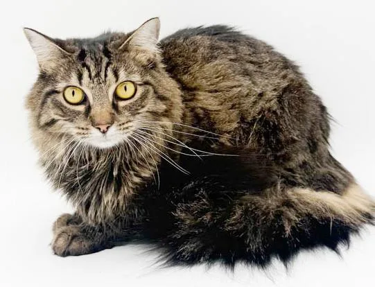 A young small-sized male Tabby (Brown / Chocolate) Maine Coon cat named Squiggles Is Just Bubbling for adoption in Bedford Hills, NY