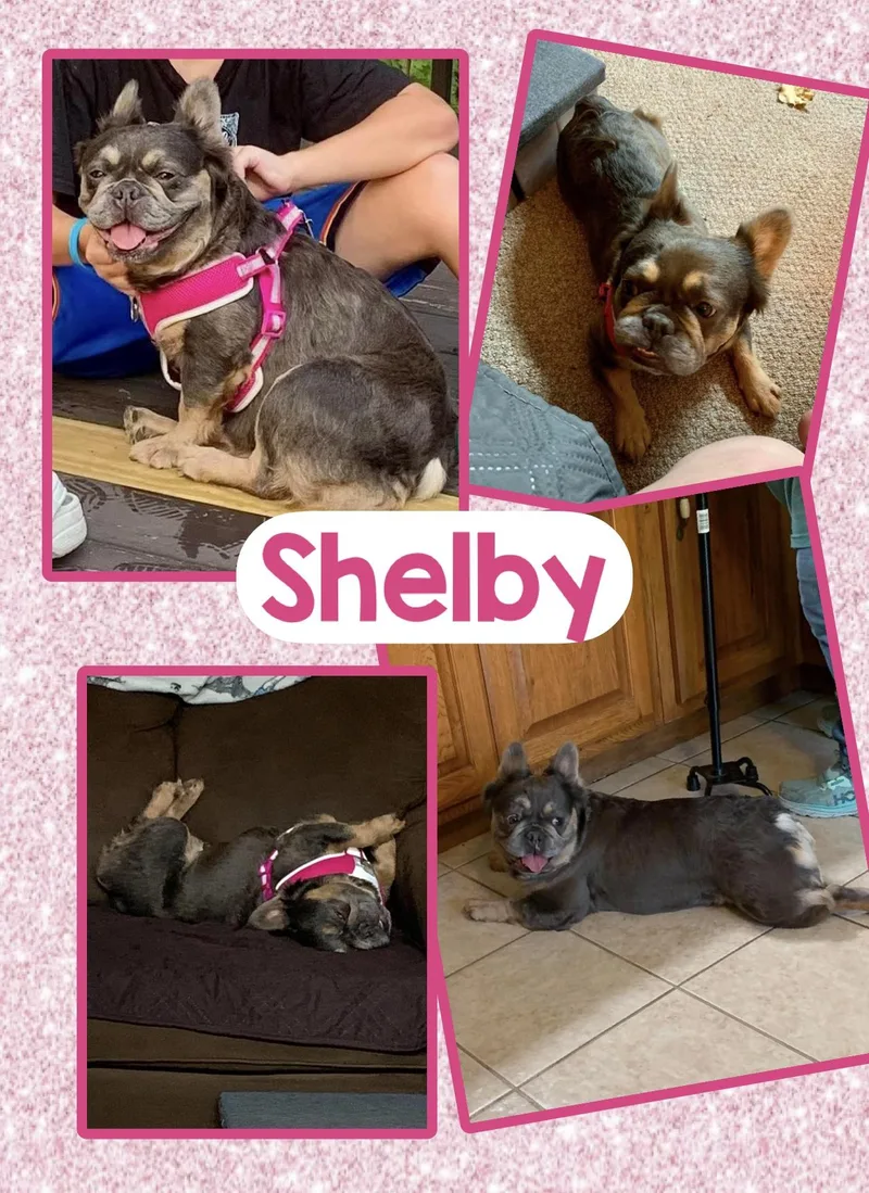 Shelby