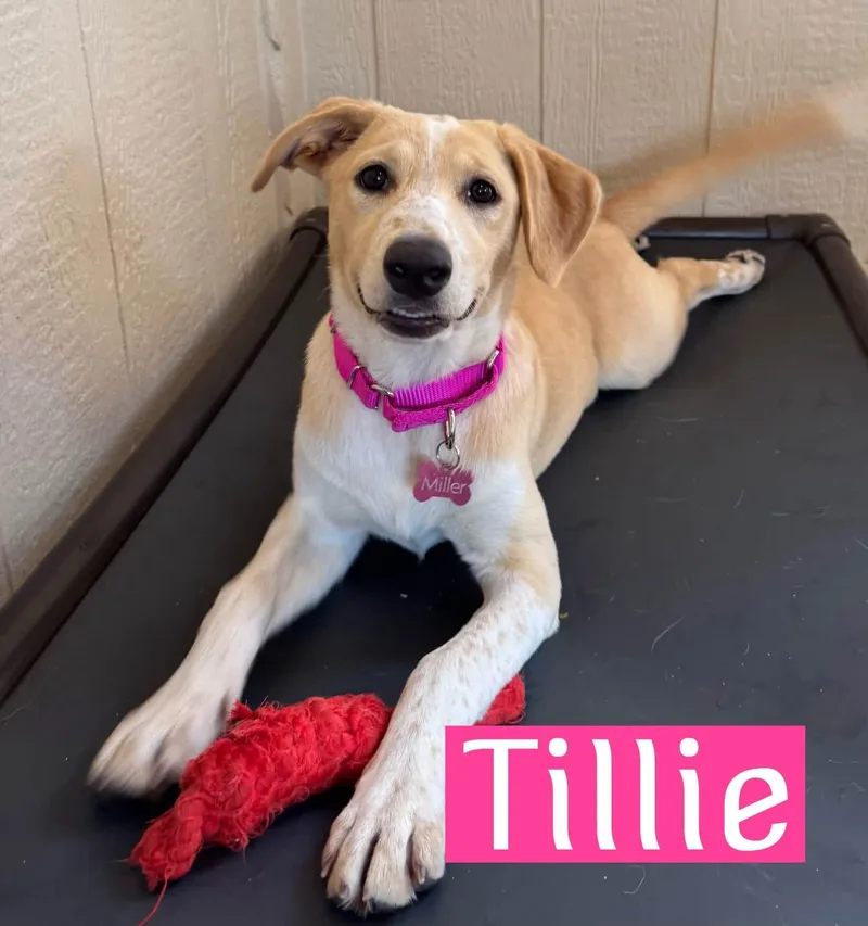 Tillie thumbnail 3