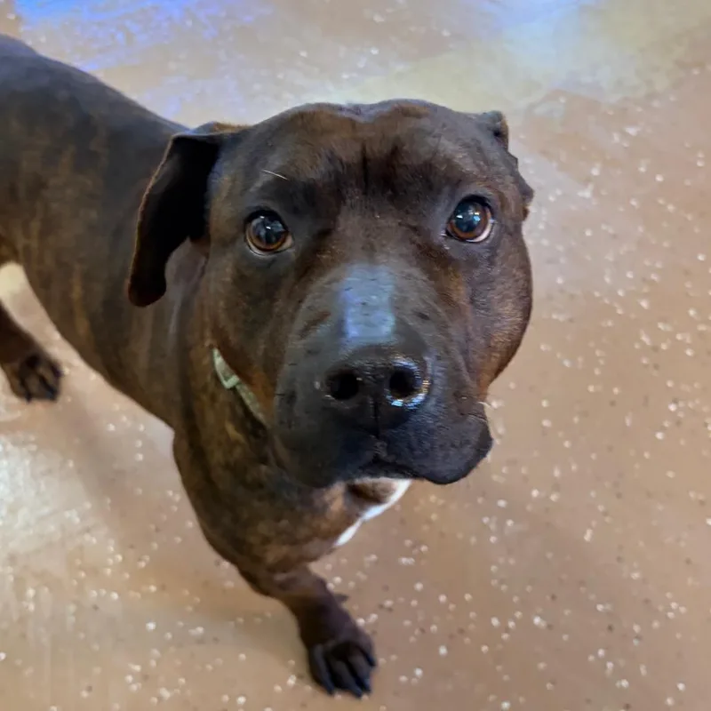 An adult medium-sized female Brindle Pit Bull Terrier dog named Daffodil for adoption in Belleville, IL