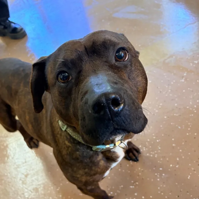 Daffodil thumbnail 2