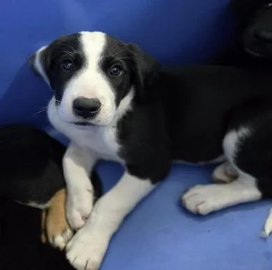 A baby medium-sized male Australian Shepherd dog named Yin for adoption in Morton Grove, IL