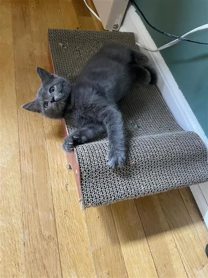 A baby small-sized male Domestic Short Hair cat named Gusteau for adoption in West Chester, PA