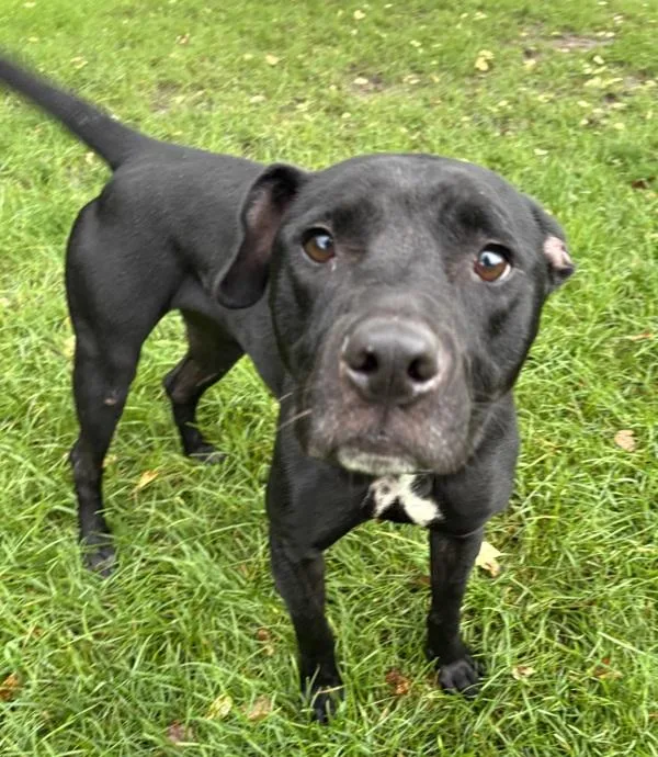 A young medium-sized female Pit Bull Terrier dog named Roo for adoption in Sioux City, IA