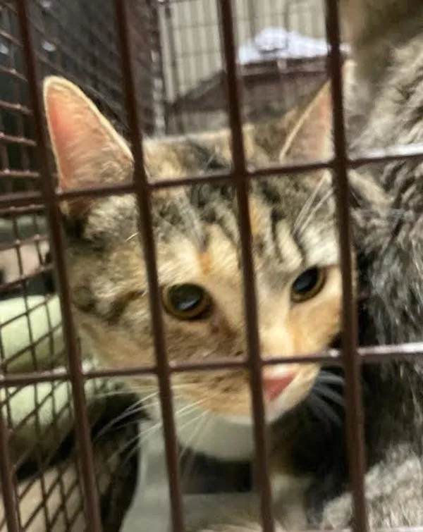 An adult medium-sized female Domestic Long Hair cat named Dorris for adoption in Austin, TX