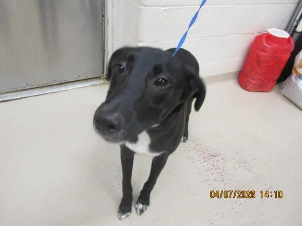 A young medium-sized male Shepherd dog named Chandler for adoption in Marietta, GA