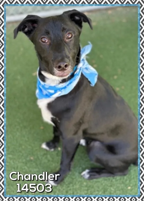 Chandler thumbnail 2