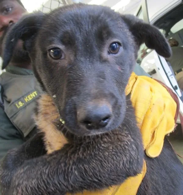 Chandler thumbnail 3