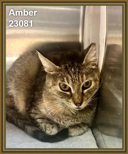 An adult medium-sized female Domestic Short Hair cat named Amber for adoption in Marietta, GA