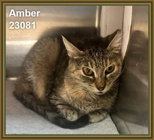 Amber thumbnail 2