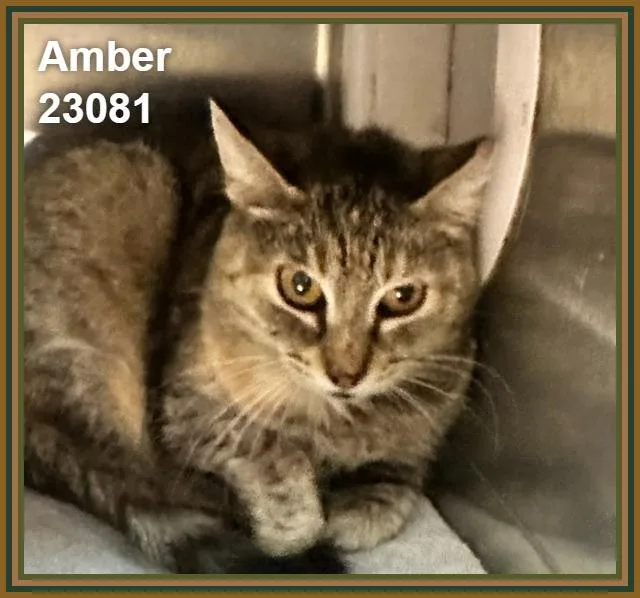 Amber thumbnail 3