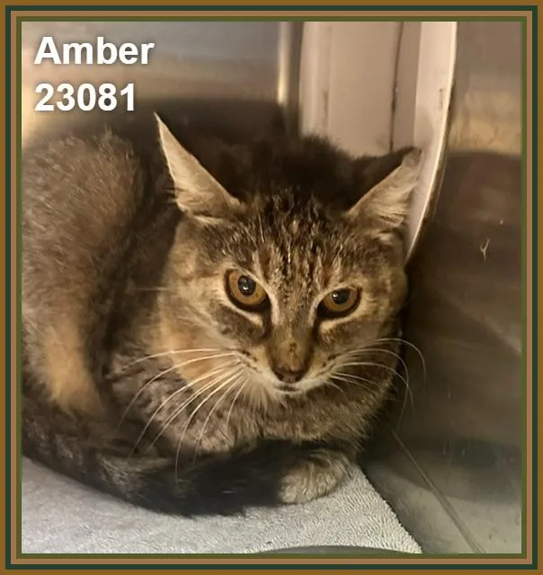 Amber thumbnail 4