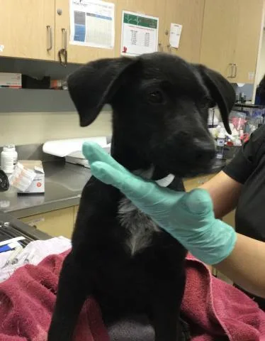 A baby small-sized female Shepherd dog named Mila for adoption in Riverside, CA