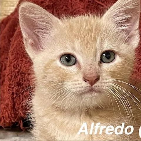 A baby small-sized male Orange / Red Domestic Short Hair cat named Alfredo for adoption in Edwardsville, IL