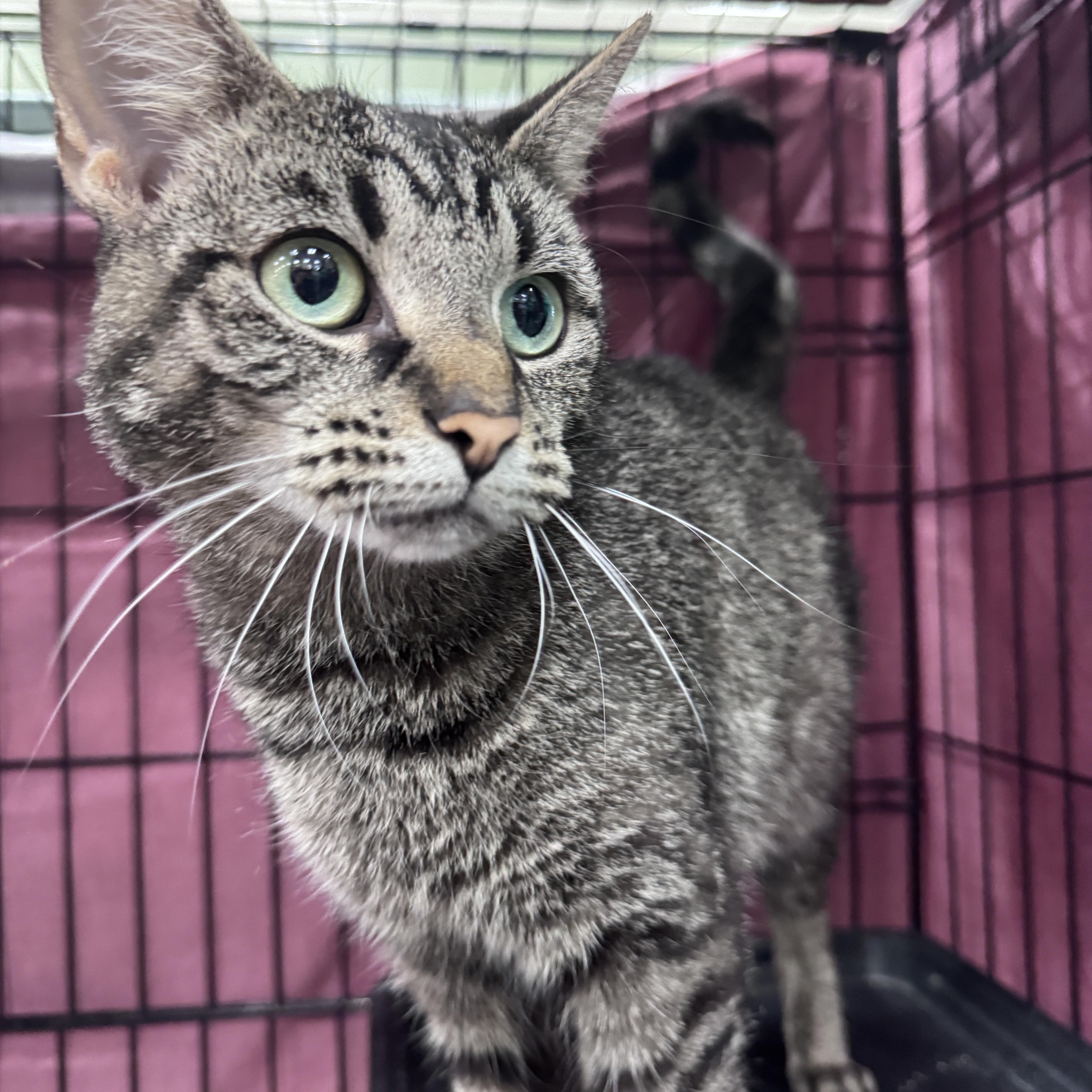A young medium-sized female Tabby (Brown / Chocolate) Domestic Short Hair cat named Mama Chanel for adoption in Mokena, IL