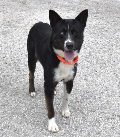 An adult medium-sized male Black Border Collie dog named Ronnie for adoption in Inverness, FL