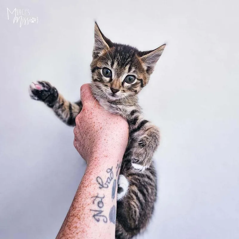 A baby medium-sized male Domestic Short Hair cat named Mordecai for adoption in Spokane , WA