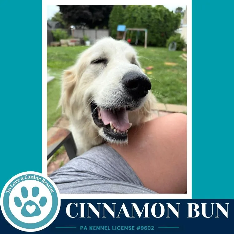 An adult large-sized female White / Cream Great Pyrenees dog named Cinnamon Bun for adoption in Kimberton, PA