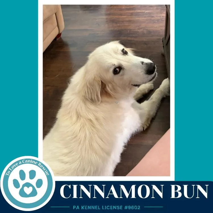 Cinnamon Bun thumbnail 2