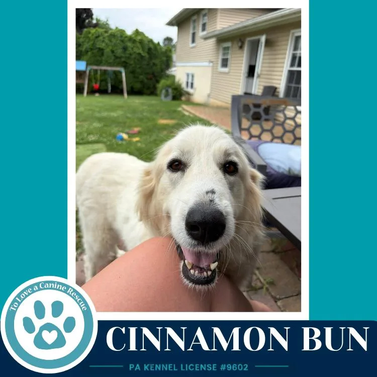 Cinnamon Bun thumbnail 3