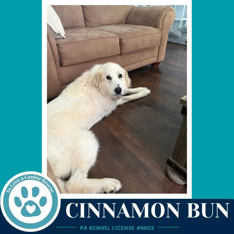 Cinnamon Bun thumbnail 4