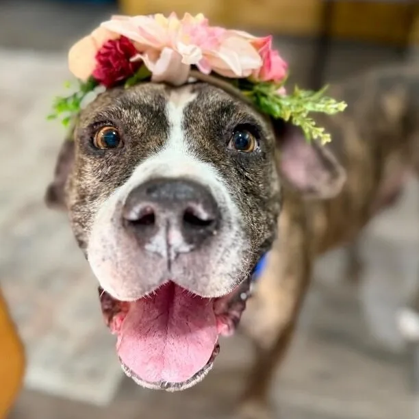 Ann Marie Wiggle Butt thumbnail 4
