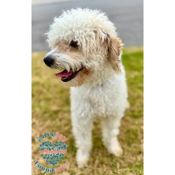 A young small-sized male White / Cream Miniature Poodle dog named Dominick RB for adoption in Inglewood, CA