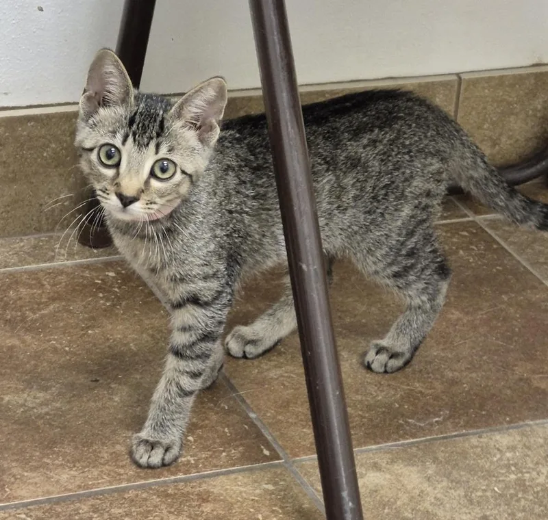 A baby medium-sized female Domestic Short Hair cat named June for adoption in South Bend, IN