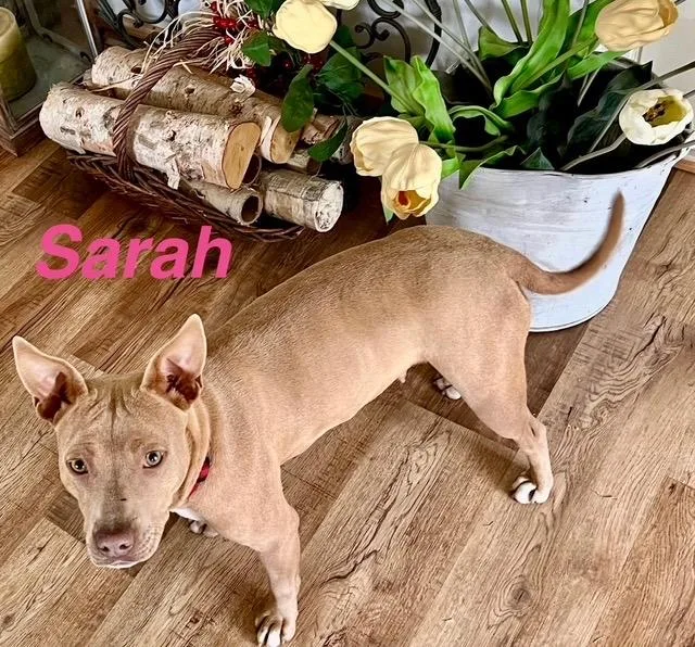 Sarah