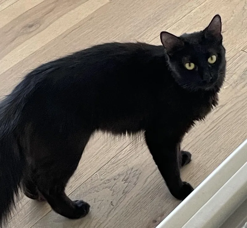 A young medium-sized female Black Domestic Medium Hair cat named Salem Golden Eyes for adoption in Prescott, AZ