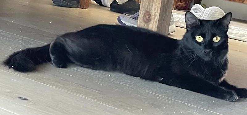 Salem  Golden Eyes thumbnail 2