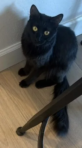 Salem  Golden Eyes thumbnail 3