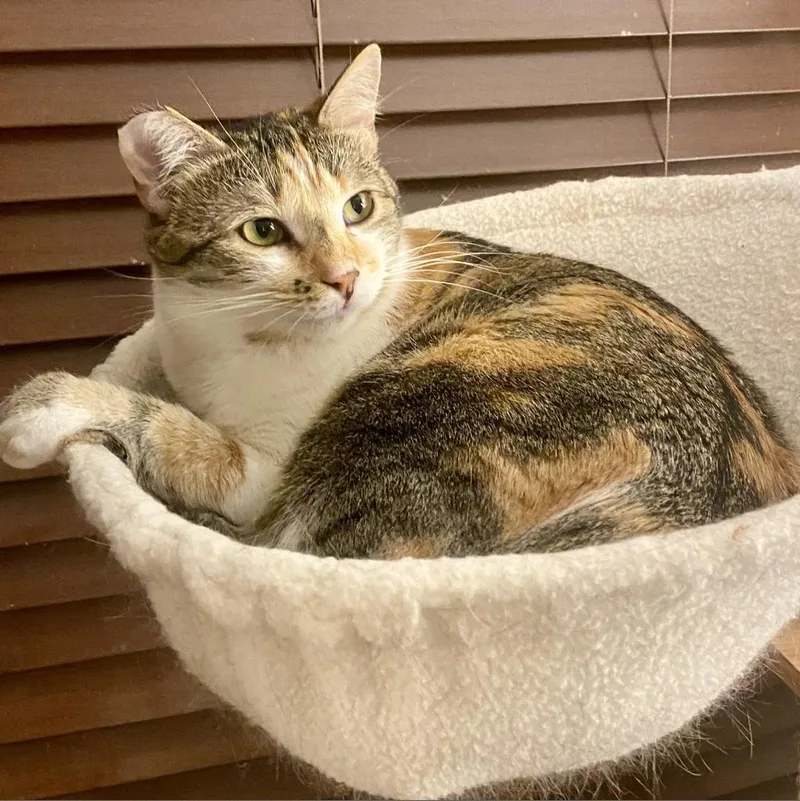 An adult small-sized female Calico Domestic Short Hair cat named Chloe for adoption in Los Angeles, CA