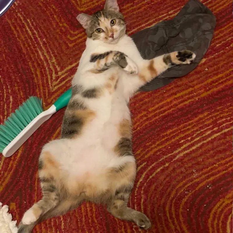 Chloe thumbnail 3