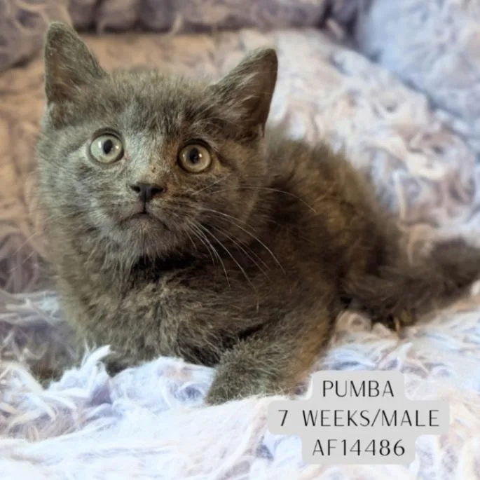Pumba