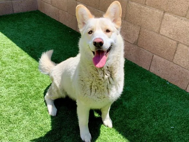 A young large-sized female White / Cream Shepherd dog named Save Me Please! Winter for adoption in San Marcos, CA