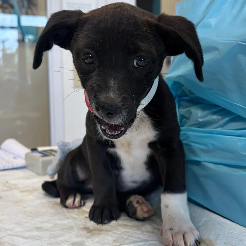 A baby small-sized female Black Terrier dog named Kipper for adoption in Nashville, TN