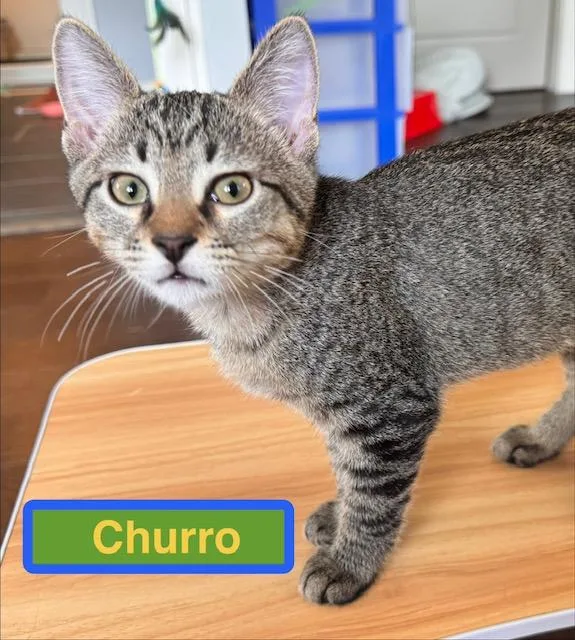 A baby medium-sized male Domestic Short Hair cat named Churro for adoption in Zimmerman, MN