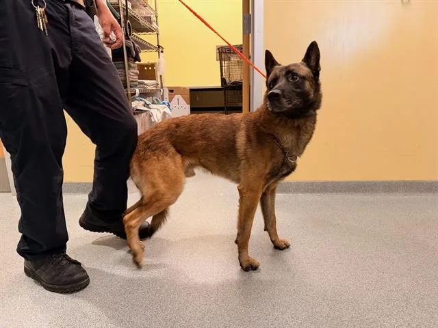 An adult medium-sized male Belgian Shepherd / Malinois dog named Mimikyu for adoption in Tustin, CA