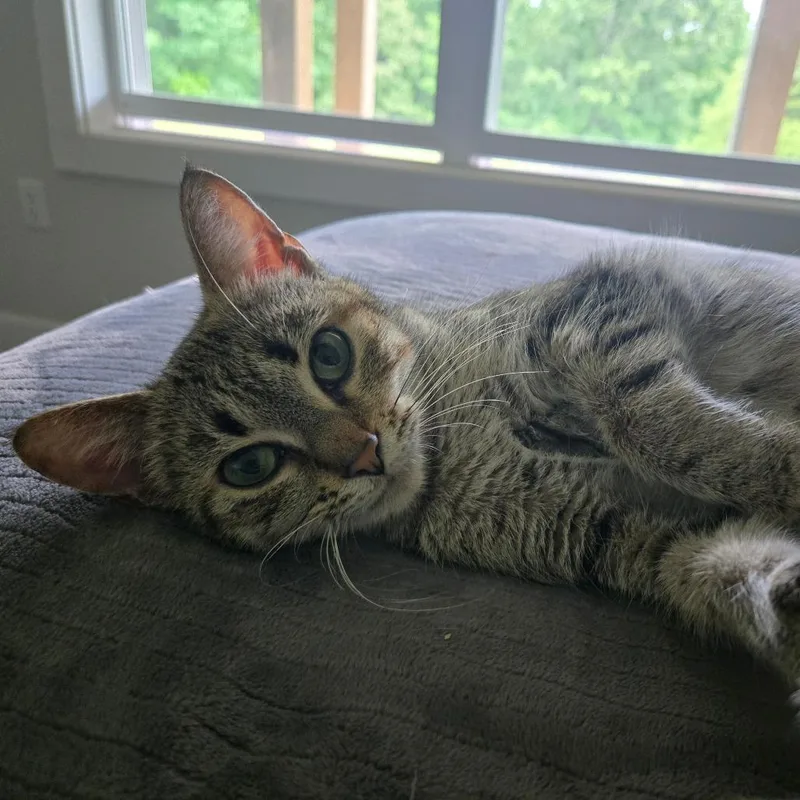 An adult small-sized female Brown / Chocolate Domestic Short Hair cat named Emerie for adoption in Centerville, TN