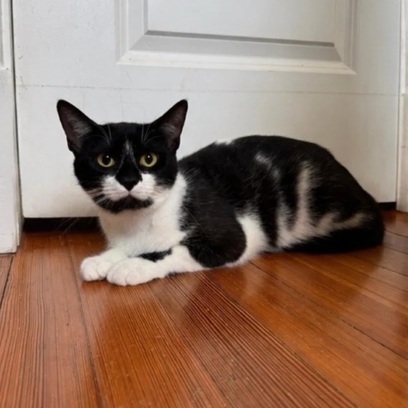 An adult medium-sized male Black Domestic Short Hair cat named Stache for adoption in Gibsonia, PA