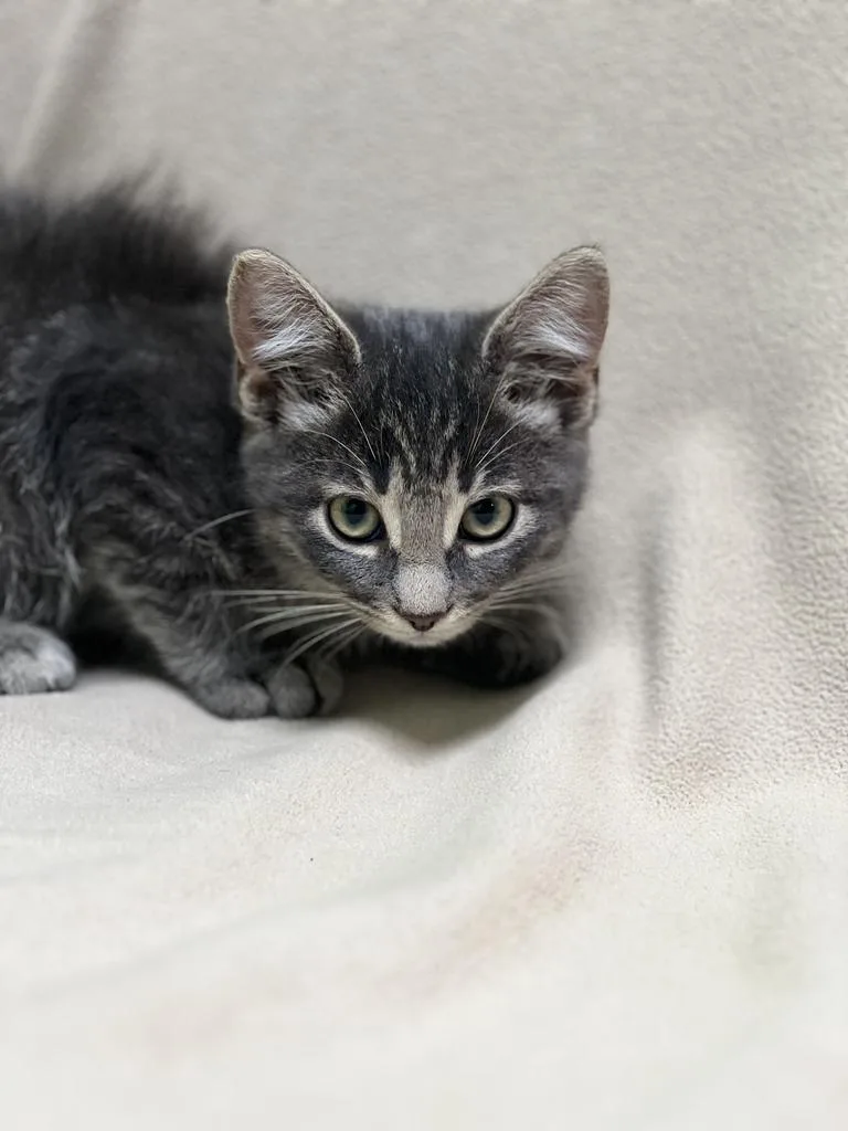 A baby small-sized male Domestic Short Hair cat named Blue for adoption in Jackson, MI