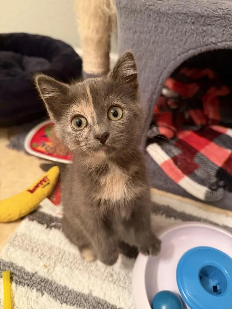A baby small-sized female Domestic Short Hair cat named Flora for adoption in Omaha, NE