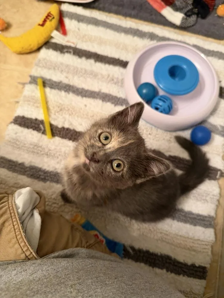 Flora thumbnail 3