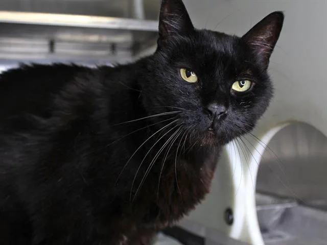 An adult small-sized male Domestic Short Hair cat named Bear for adoption in Tallahassee, FL