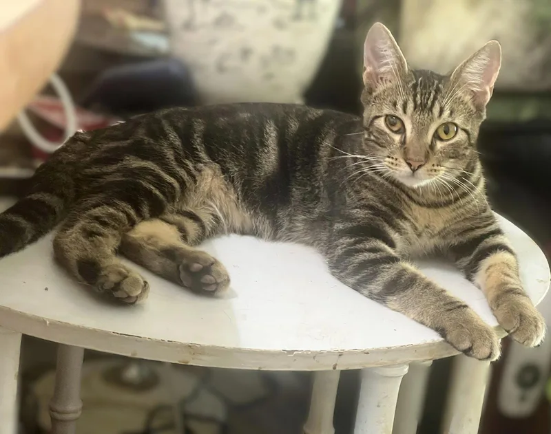 A baby medium-sized male Tabby cat named Jackson for adoption in Fort Myers, FL