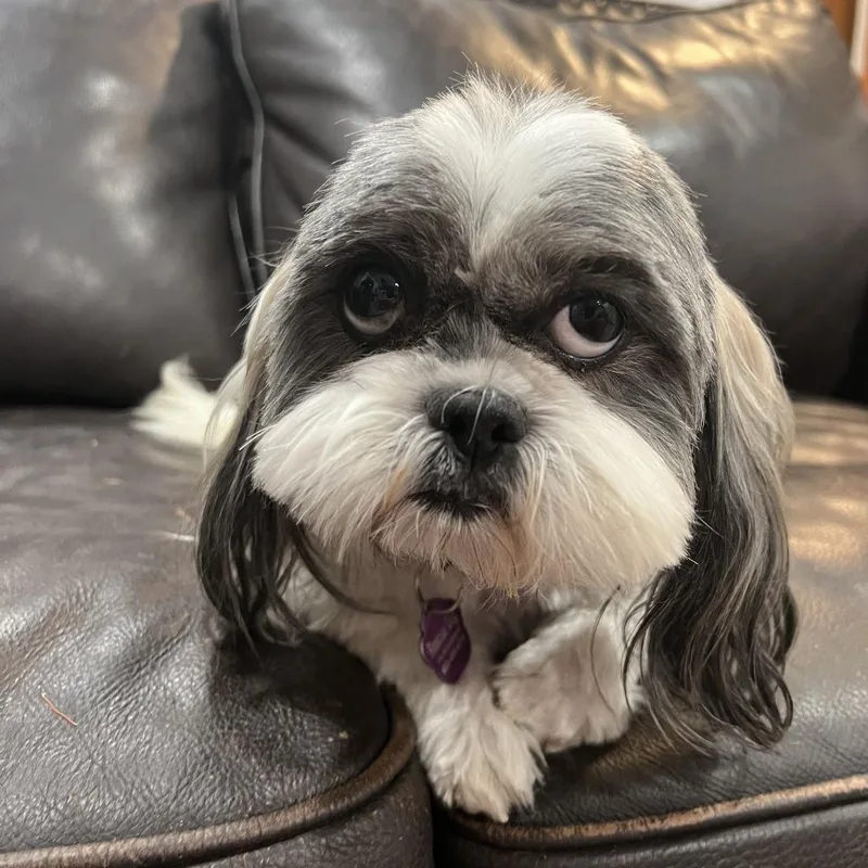 An adult small-sized female White / Cream Shih Tzu dog named Daisy for adoption in Phoenix, AZ