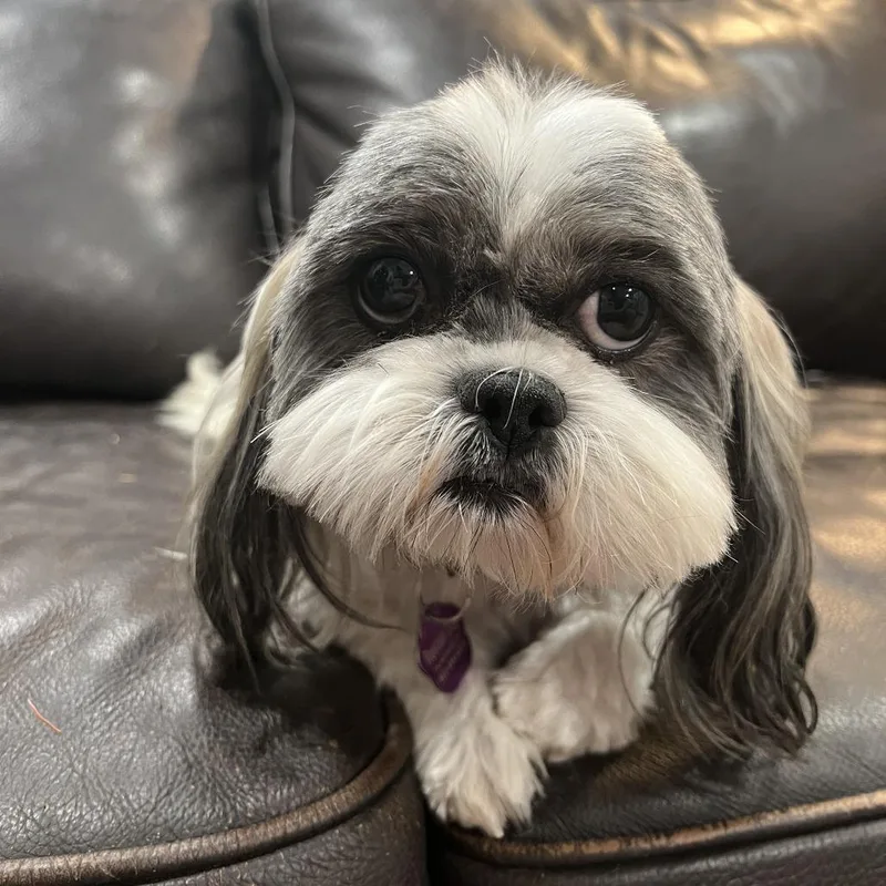 Daisy thumbnail 2